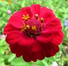 Red Flower