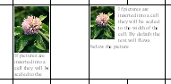 Text wrapping around images